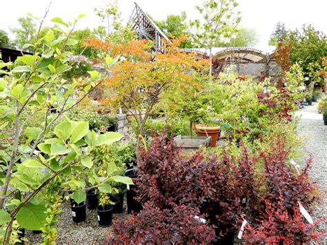 deciduous-shrubs - Berkeley Horticultural Nursery Berkeley Horticultural Nursery