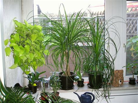 several houseplants in pots on a window sill