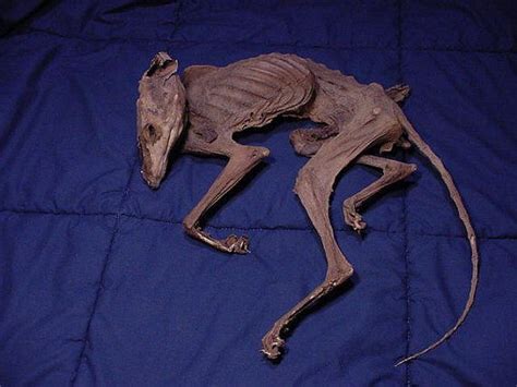 29 best Mummified Animals images on Pinterest | Ancient egypt, Egyptian ...