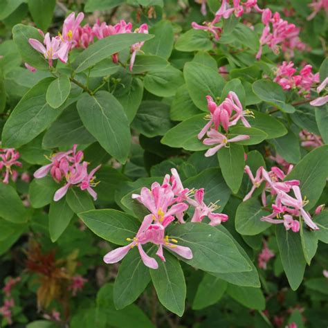 Lonicera xylosteum