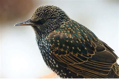 How to tell the difference between Grackle and Starling - Birds Fact