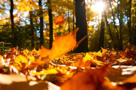 Fall Photography Tips - NYIP Photo Articles
