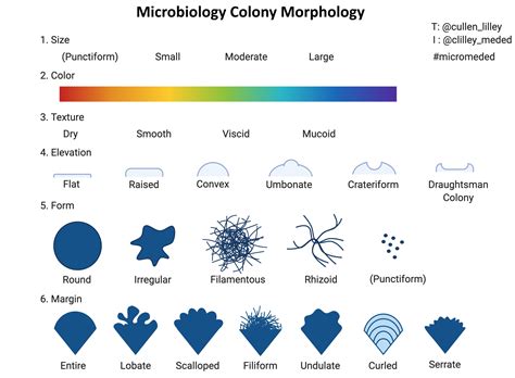 Morphology