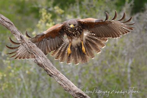 Harriss Hawk Wings Spread - Shetzers Photography