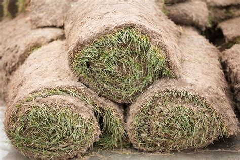 A Stack Of Grassy Turf In Rolls, Grass Roll, Ready For Use In ...