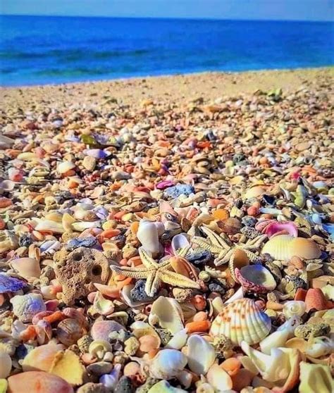 Shell Beach, Sanibel Island : r/theviralthings