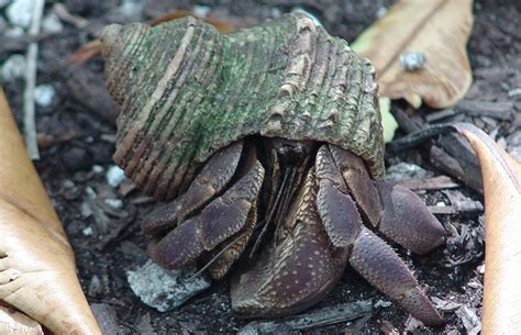 Coconut Crab In Water / How To Treat Shell Evacuation In Hermit Crabs ...