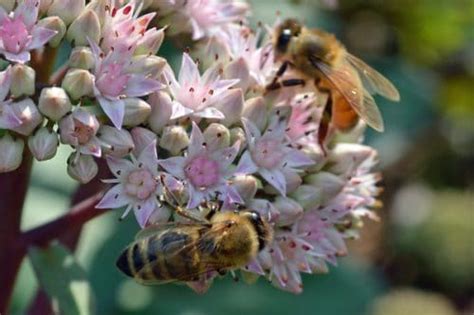 9 Top Flowers that Attract Honey Bees - Carolina Honeybees