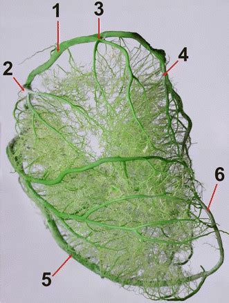 Branches of the left circumflex branch in a European bison. 1 the left ...