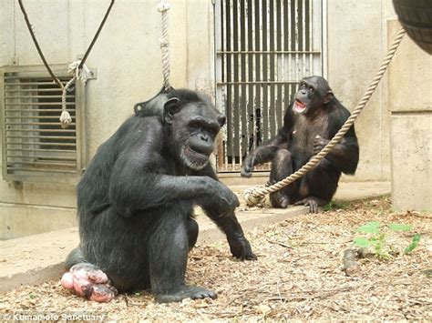 Meet Kanako, the 24-year-old chimp with 'down syndrome' | Daily Mail Online