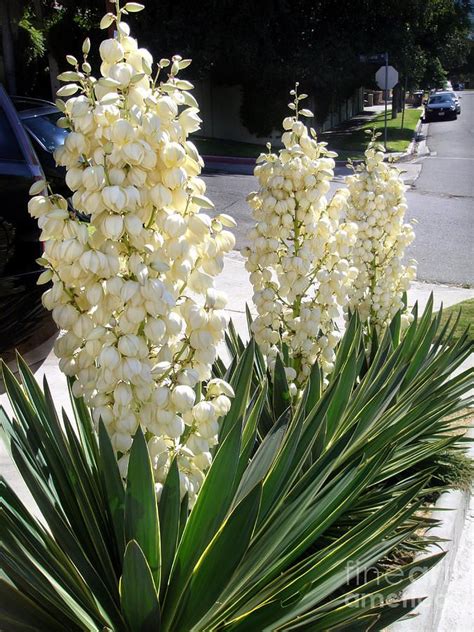 el salvador national flower - Richard Alston