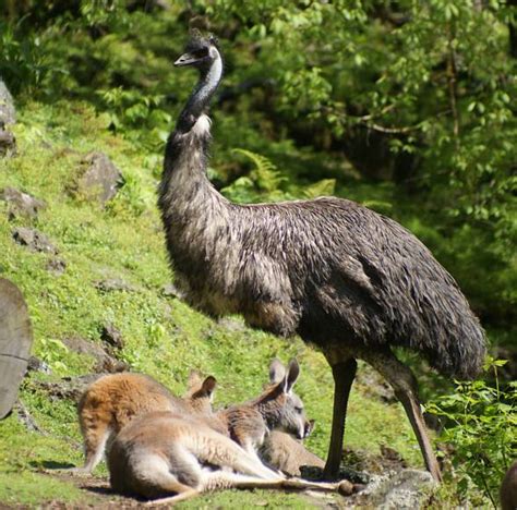 Emu-flightless fugler | Cholloventas