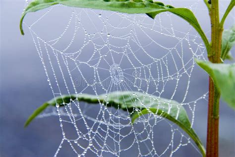 Morning dew in spider web stock image. Image of autumn - 14498691