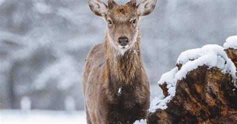 A Deer Standing on the Snow Covered Ground · Free Stock Photo