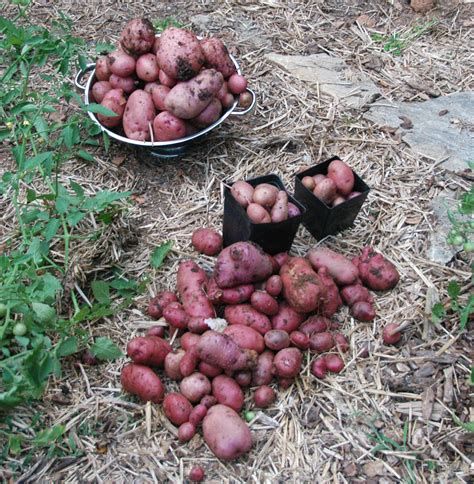 Natural Gardening: Potato harvest