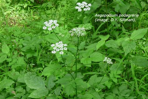 Bishops goutweed | Flowering Plants of Harrison Hills Park