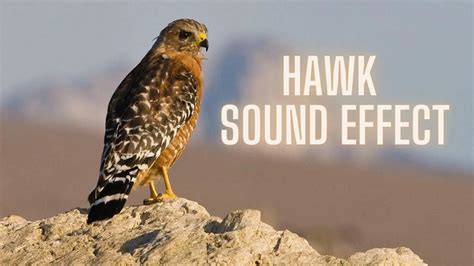 Hawk Sound Effect - Hawk Call - Red shouldered hawk Call Sound - YouTube