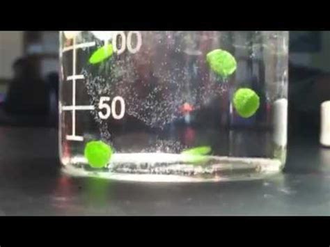 Floating Leaf Disks: Photosynthesis - YouTube