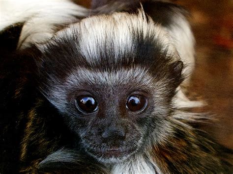 Baby Cotton Top Tamarin | Flickr - Photo Sharing!