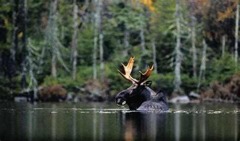 Boundary Waters Outfitters Boundary Waters Canoe Area Ely