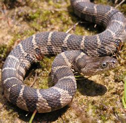 DNR: Fish & Wildlife: Common Watersnake