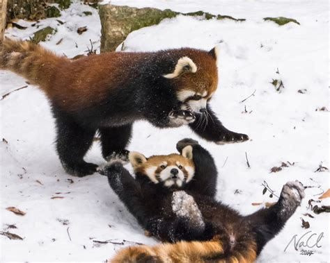 Red Pandas In Snow