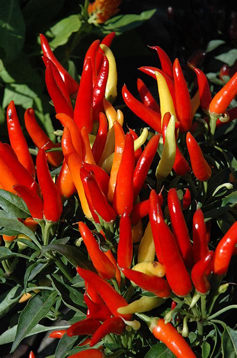 Chilly Chili Ornamental Pepper (Capsicum annuum 'Chilly Chili') in Wilmette Chicago Evanston ...