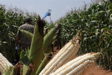 High foreign demand for South Africa’s maize – African Farming