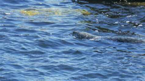 close up of a harbor seal swimming in monterey bay, california - Stock Photo - Dissolve