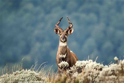 Trek Ethiopia's Spectacular Bale Mountains | Wildlife Tour