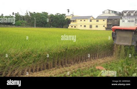 Paddy harvesting Stock Videos & Footage - HD and 4K Video Clips - Alamy