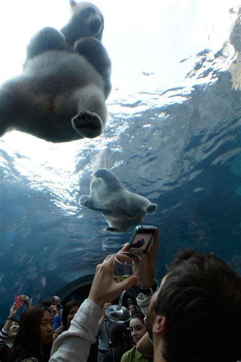 Assiniboine Park Zoo - polar bears - Travel2Next