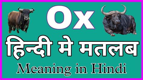 Ox Meaning | Ox Ka Matlab | Ox Ka Hindi | Ox Ka Meaning - YouTube