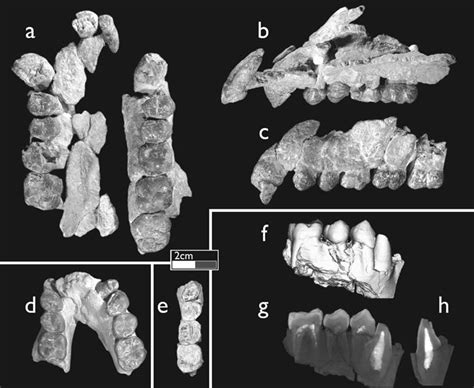 Ouranopithecus - Alchetron, The Free Social Encyclopedia