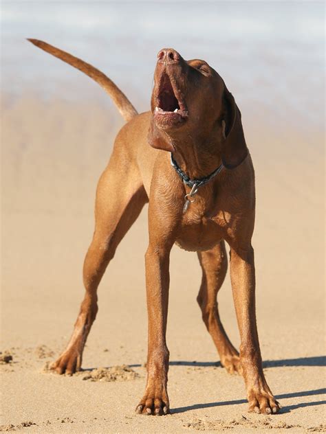 Crazy dog behaviour explained! - Dogslife. Dog Breeds Magazine