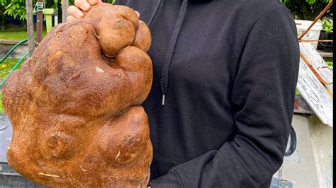 World's heaviest potato contender in New Zealand turns out to be a gourd, Guinness World Records ...