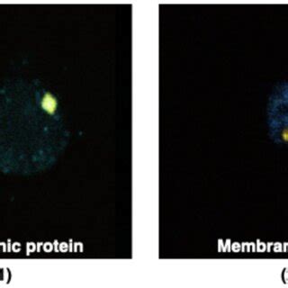 Identification by second harmonic-generation microscopy of ordered... | Download Scientific Diagram