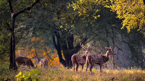 Kanha Tiger Reserve - History, Sightseeing, Things to Do, How to Reach | Adotrip