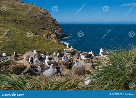 Sea View of Albatross Breeding Colony Stock Image - Image of tubenose, bird: 38723873