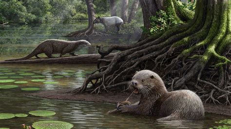 Scientists Discover Prehistoric Giant Otter Species In China : The Two-Way : NPR