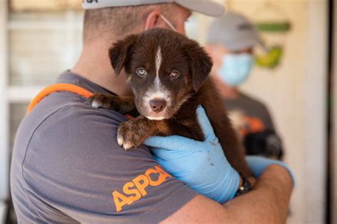 Tri-City Animal Shelter & Adoption Center Assists With 40 Dogs