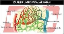 Kapiler pada Jaringan