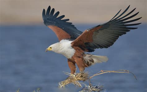 African Fish Eagle Haliaeetus Vocifer Hd Wallpaper : Wallpapers13.com