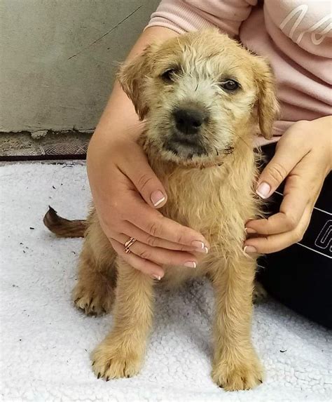 Wheaten terrier puppies for sale Louth - Dogs For Sale Ireland