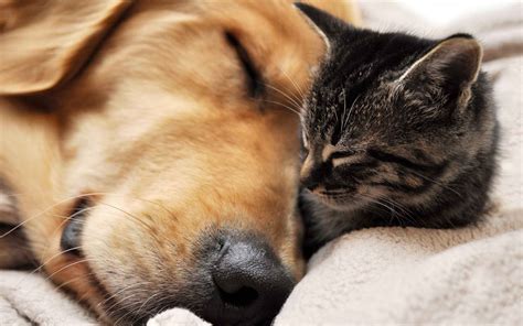 10 Most Popular Dog And Cat Wallpaper FULL HD 1080p For PC Background 2024