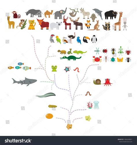 Evolution Biology Scheme Evolution Animals Isolated Stock Vector (Royalty Free) 1060269821 ...