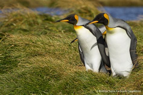 Aptenodytes patagonicus - Far South Expeditions