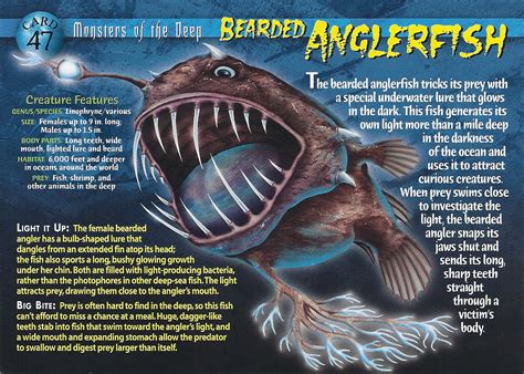 Bearded Anglerfish - Wierd N'wild Creatures Wiki