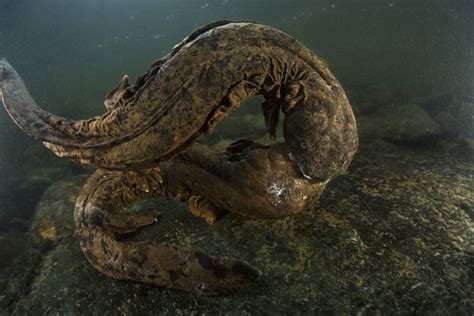 An Amphibian Only a Mother (or Biologist) Could Love Needs your ...