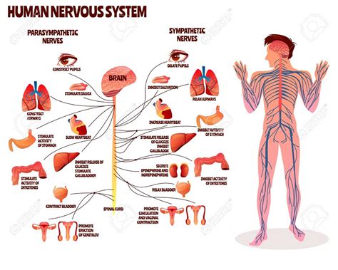 Vector - Human nervous system vector illustration. Cartoon design of ...